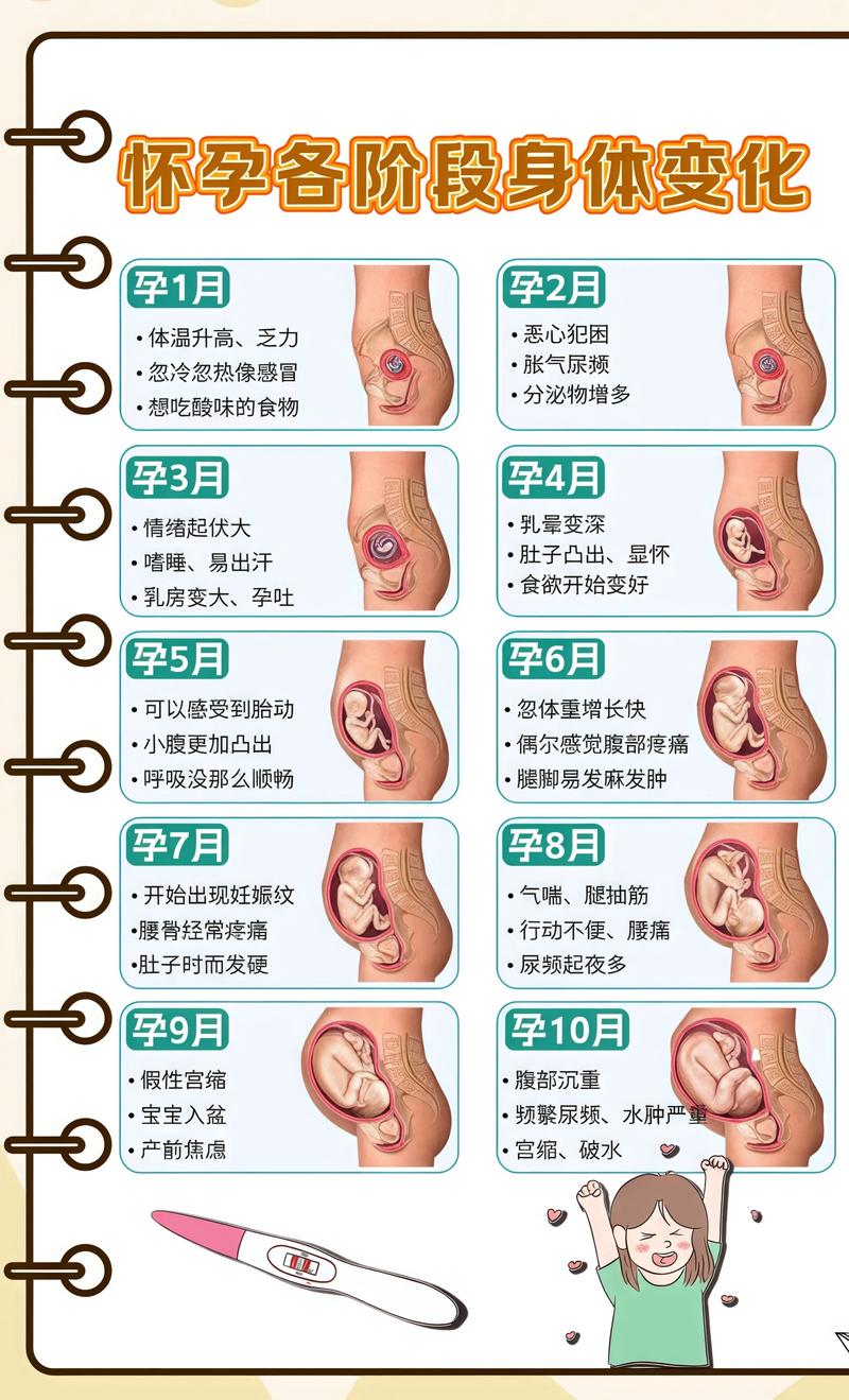 揭秘供卵代孕妈妈怀孕小腹分两节，孕期变化的奥秘佳木斯代生机构: